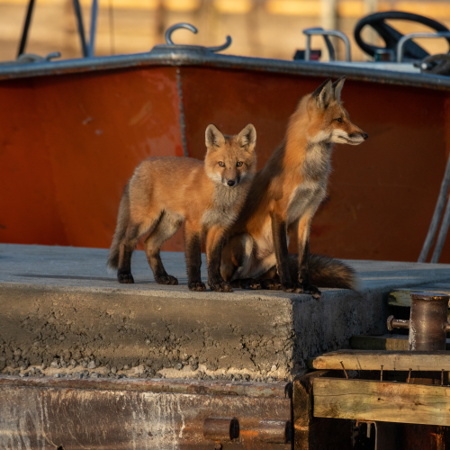 Fox family on the docks