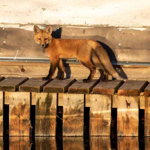 Fox family on the docks