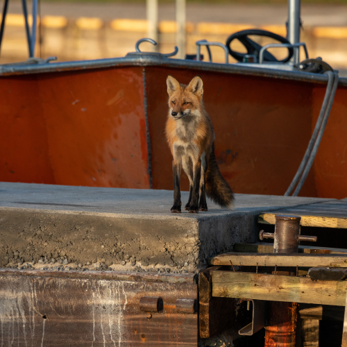 Fox family on the docks