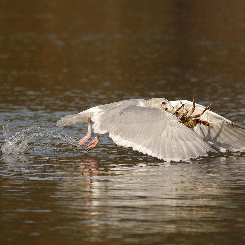 Great Catch