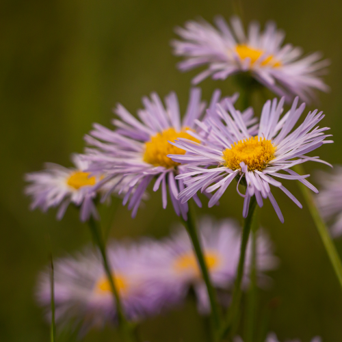Aster Flowers