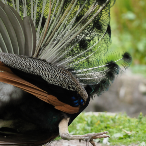 Peafowl Chase