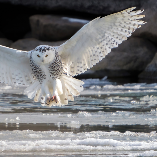 Snowy Landing