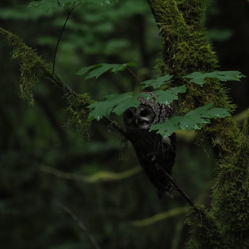Peeking Owl