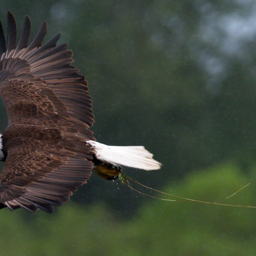 Rainy Catch