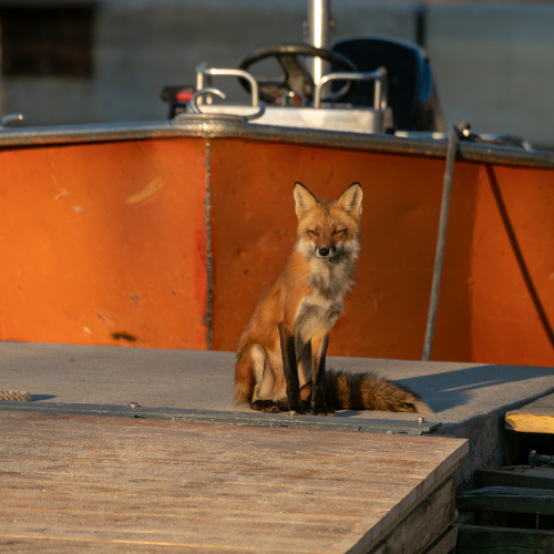 Fox vixen -3746