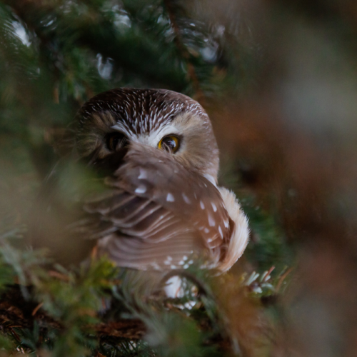 Are you Looking at Me?