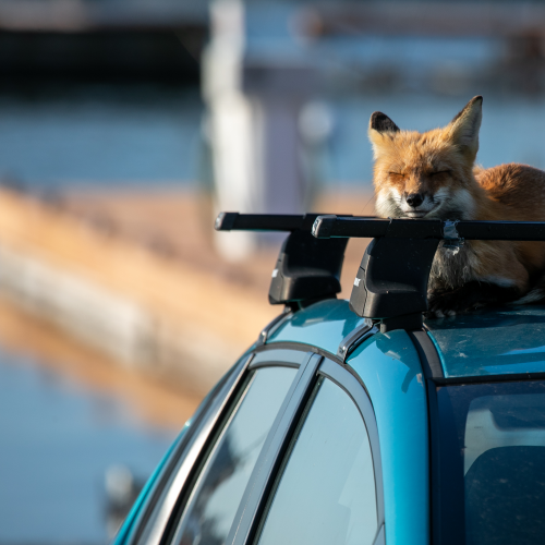 Red Fox takes a nap!