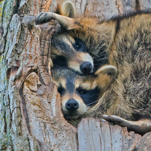 Cuddly Critters