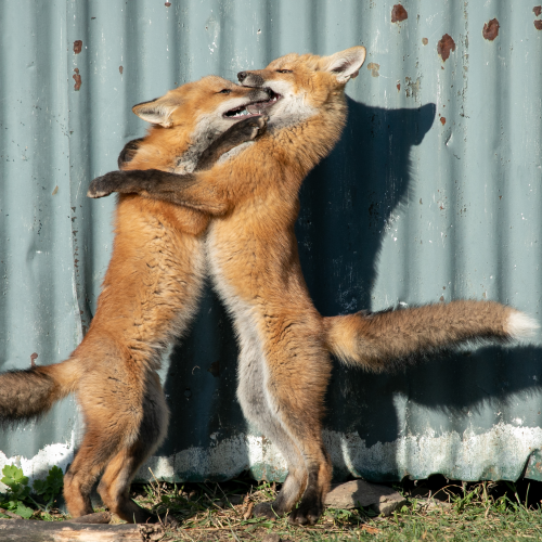 Fox kits play fighting!