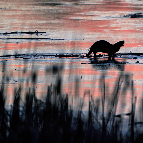 Sunset Silhouette 