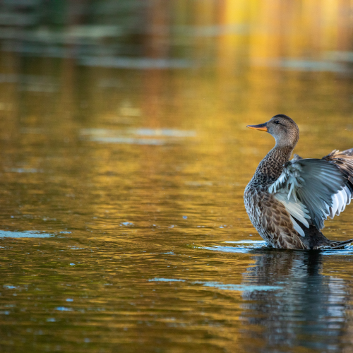 Gadwall -8637