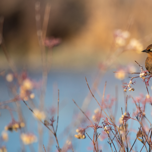 Rusty Blackbird
