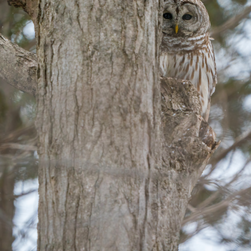 Peekaboo Barred