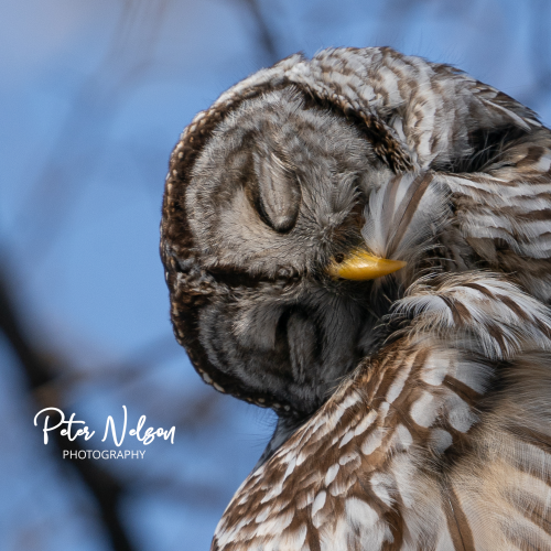 Adorable Barred Owl