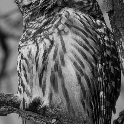 Barred owl enjoying the warmth of the sun