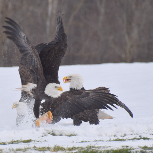Where eagles gather