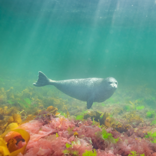 Harbor seal