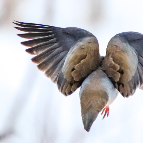 Mourning Dove