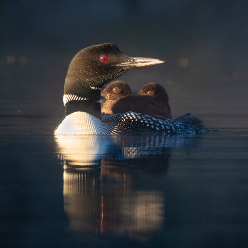 Babies on Board 3