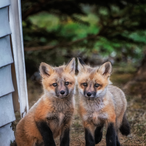 Twins