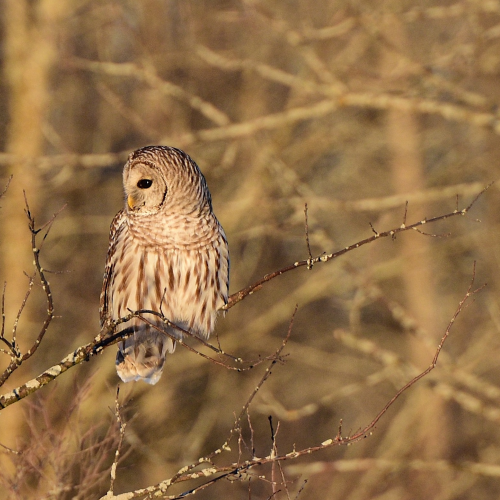Barred Owl