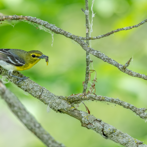 Yellow-throated Vireo collecting food