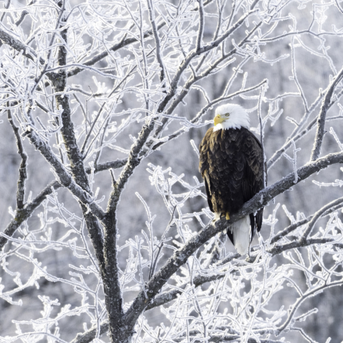 Frosted Eagle