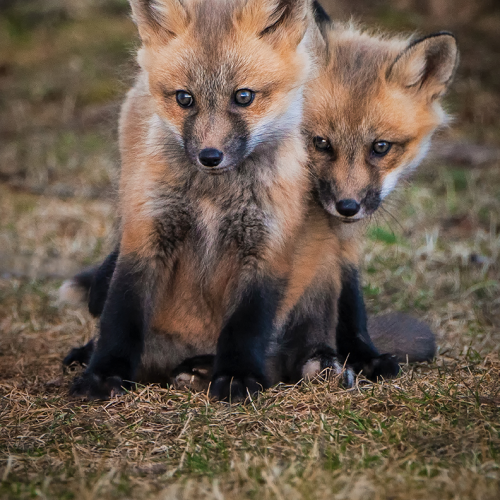 Siblings Love