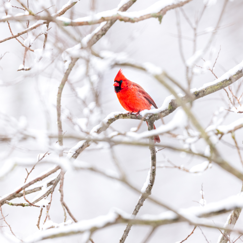 Cardinal in Snow