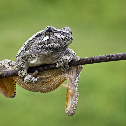 Hanging On