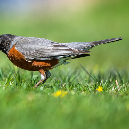 When a Robin Rejects a Worm