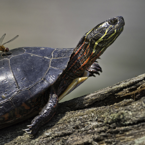 Hitchhiker