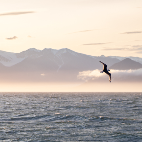 Soaring at sunset