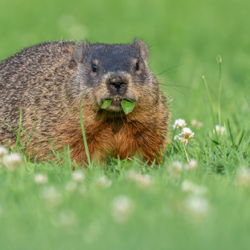 Groundhog Lunch