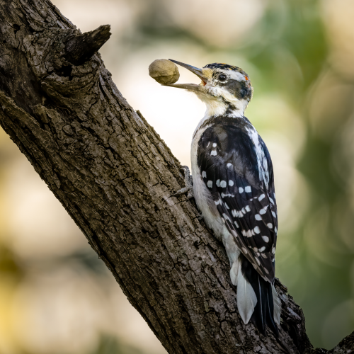 Hairy Woodpecker With Nut