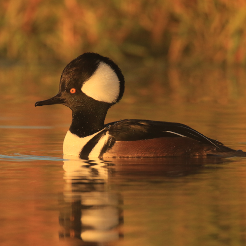 Merganser Portrait