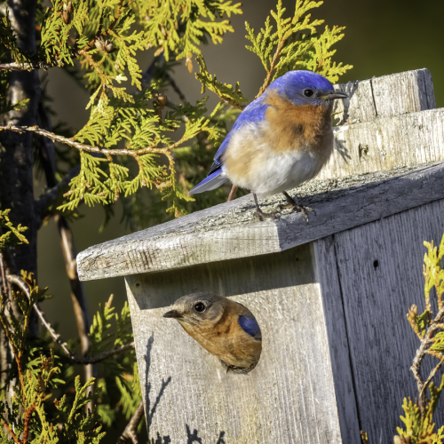 New Tenants