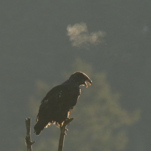 Eagle's Breath