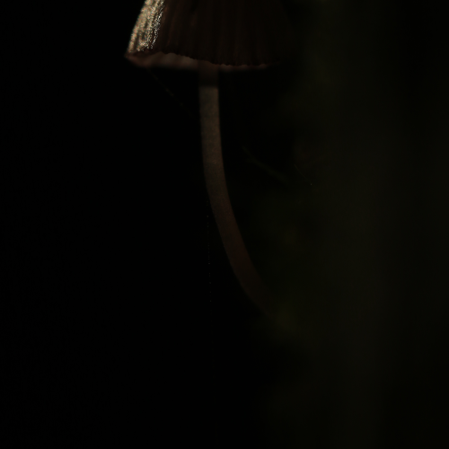 Shady Mushroom