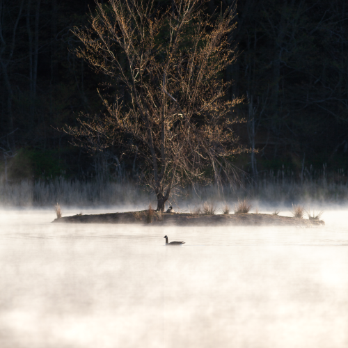 Misty morning