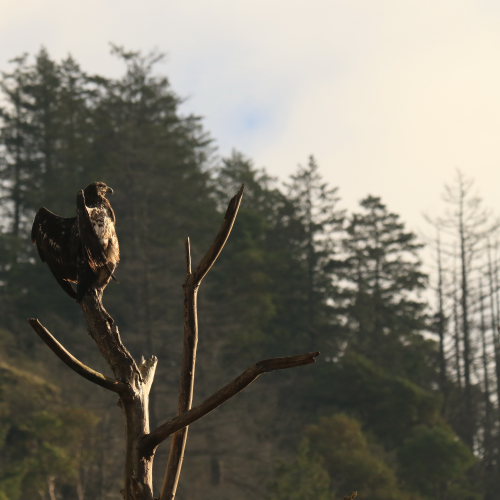 Stretching Eagle