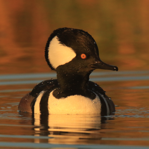 Merganser Portrait