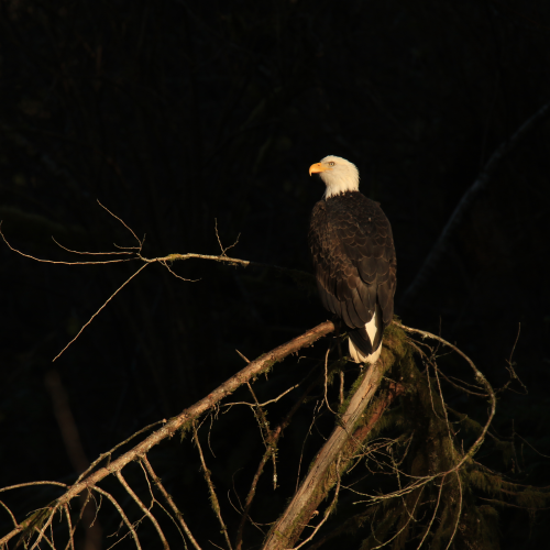 Eagle Portrait