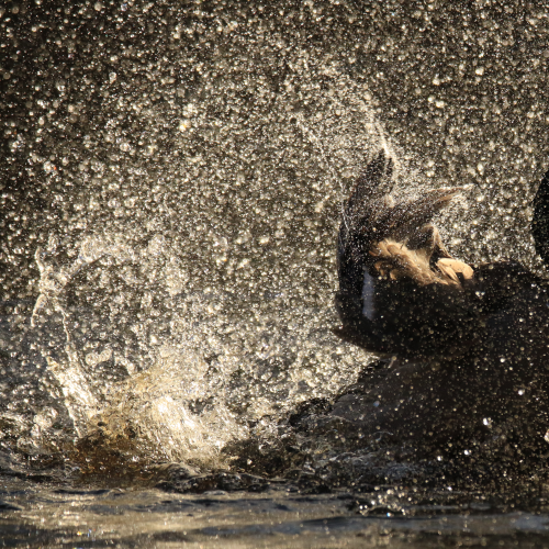 Mallard Explosion