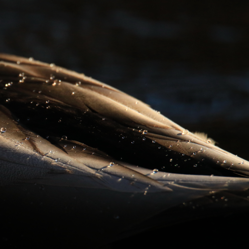 Water Off A Duck's Back