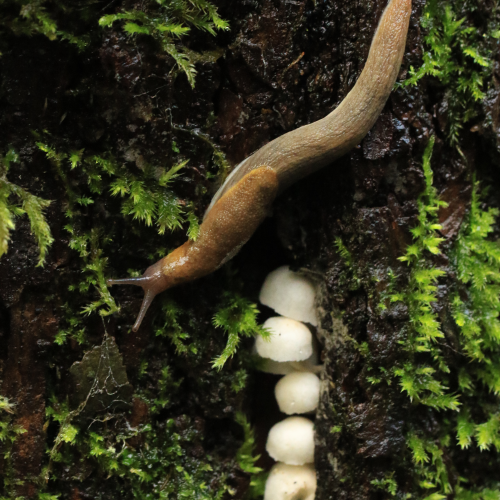 Tiny Forest World