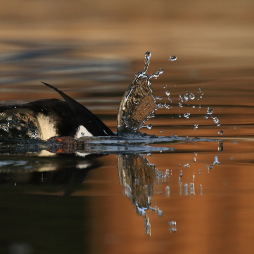 Splashy Dive