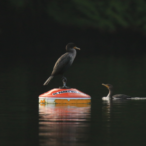 Cormorant Friends