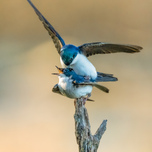 Swallows in the Evening